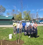 Group of People planting a tree in a park